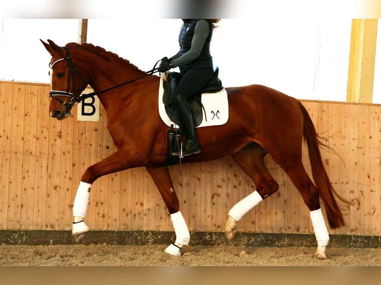 Hannoveraan Merrie 4 Jaar 170 cm Vos in Kutenholz