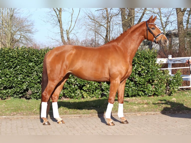 Hannoveraan Merrie 4 Jaar 170 cm Vos in Selsingen