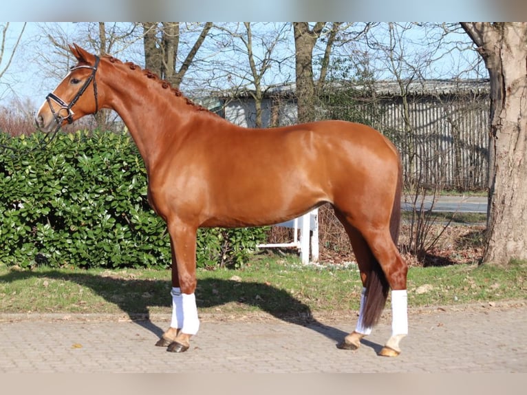 Hannoveraan Merrie 4 Jaar 170 cm Vos in Selsingen