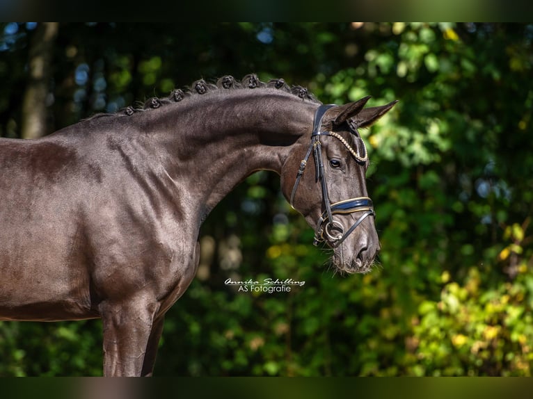 Hannoveraan Merrie 4 Jaar 170 cm Zwart in Wehringen