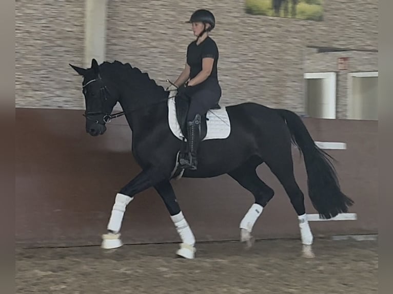 Hannoveraan Merrie 4 Jaar 170 cm Zwart in Wehringen