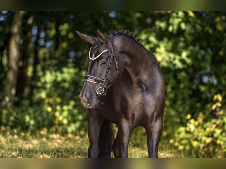 Hannoveraan Merrie 4 Jaar 170 cm Zwart in Wehringen