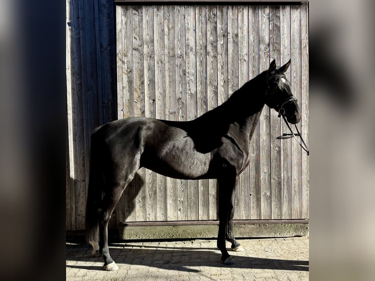 Hannoveraan Merrie 4 Jaar 170 cm Zwart in Zell am Moos