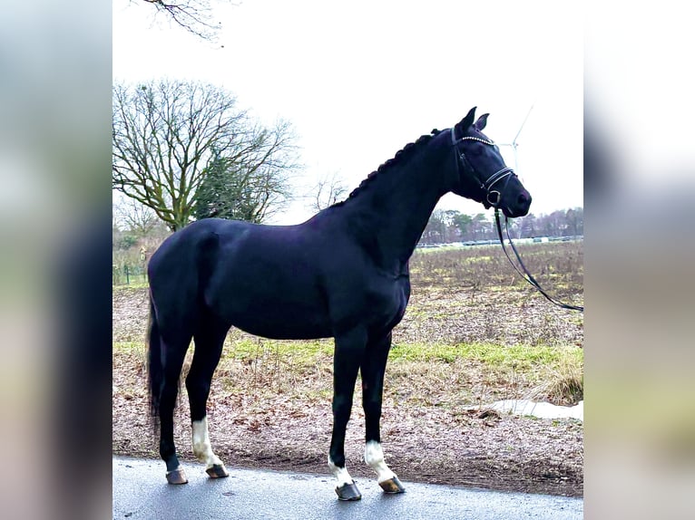 Hannoveraan Merrie 4 Jaar 170 cm Zwart in Kirchlinteln