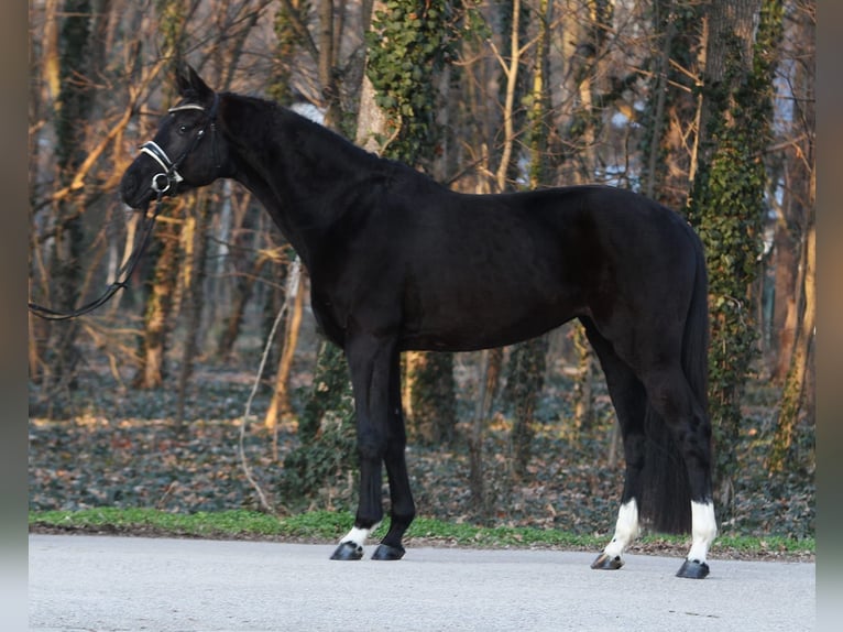 Hannoveraan Merrie 4 Jaar 170 cm Zwart in Oberwaltersdorf