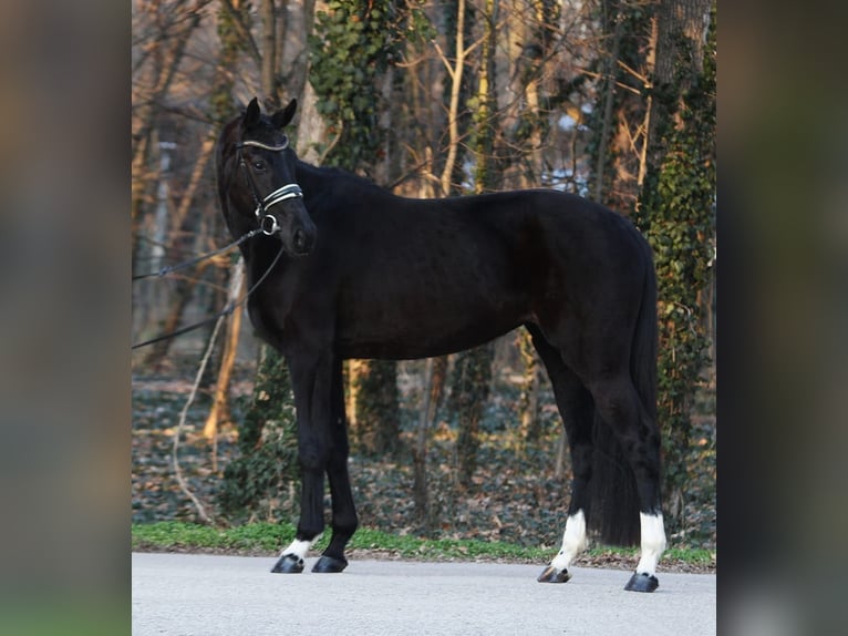 Hannoveraan Merrie 4 Jaar 170 cm Zwart in Oberwaltersdorf