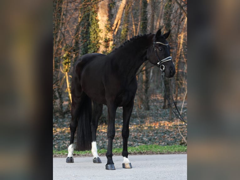 Hannoveraan Merrie 4 Jaar 170 cm Zwart in Oberwaltersdorf