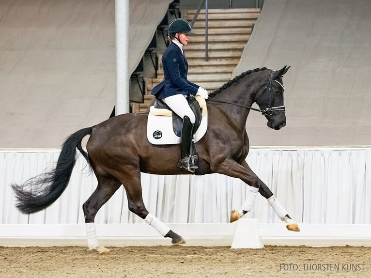 Hannoveraan Merrie 4 Jaar 170 cm Zwart in Verden