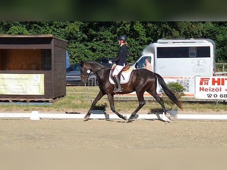Hannoveraan Merrie 4 Jaar 170 cm Zwartbruin in Wadern