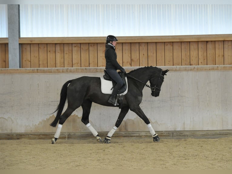 Hannoveraan Merrie 4 Jaar 170 cm Zwartbruin in Wellheim