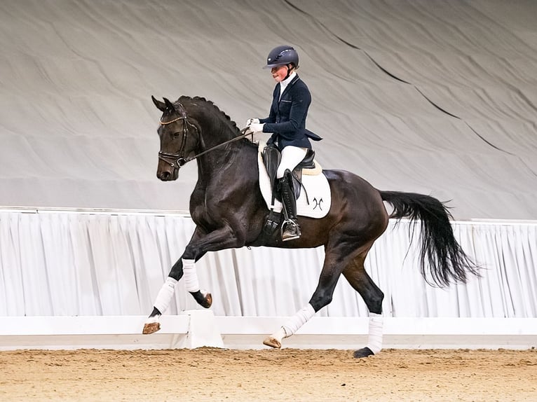 Hannoveraan Merrie 4 Jaar 171 cm Donkerbruin in Verden