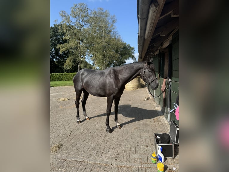 Hannoveraan Merrie 4 Jaar 171 cm kan schimmel zijn in Jever