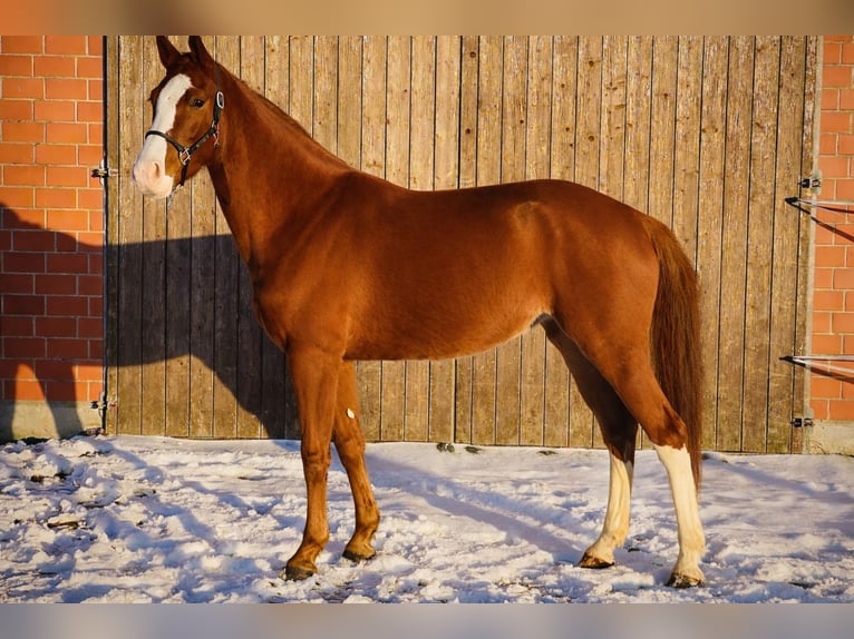 Hannoveraan Merrie 4 Jaar 171 cm Vos in Dannenberg (Elbe)