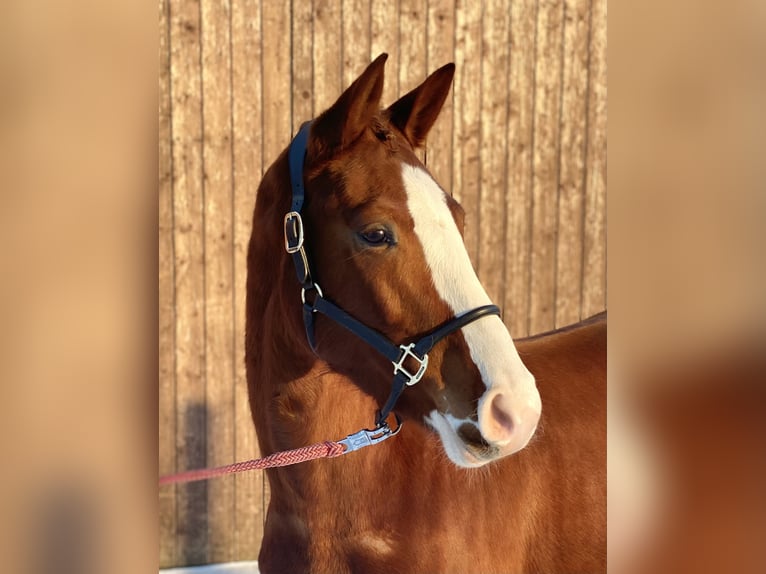 Hannoveraan Merrie 4 Jaar 171 cm Vos in Dannenberg (Elbe)