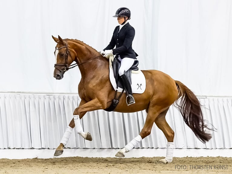 Hannoveraan Merrie 4 Jaar 171 cm Vos in Verden