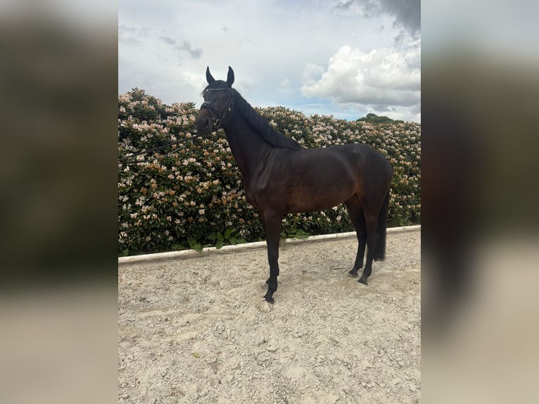 Hannoveraan Merrie 4 Jaar 171 cm Zwartbruin in Beverstedt