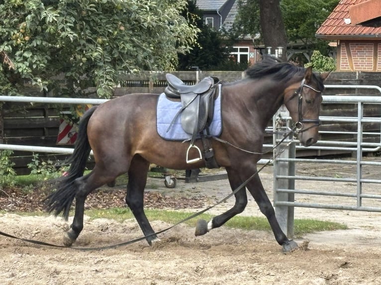 Hannoveraan Merrie 4 Jaar 172 cm Bruin in Lunestedt