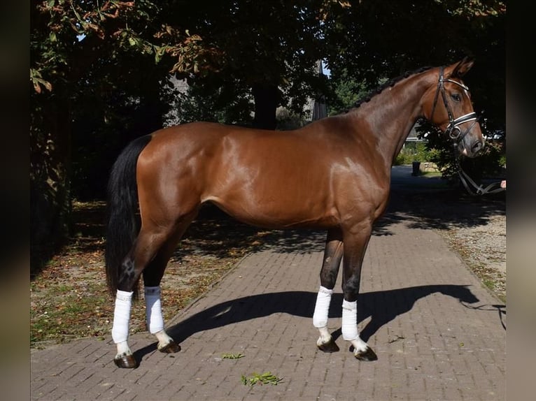 Hannoveraan Merrie 4 Jaar 172 cm Bruin in Fredenbeck