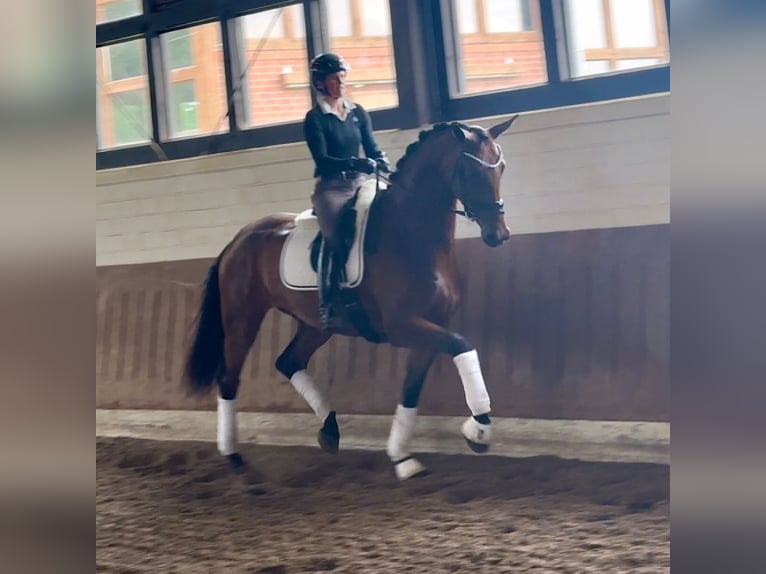 Hannoveraan Merrie 4 Jaar 172 cm Bruin in Bassum