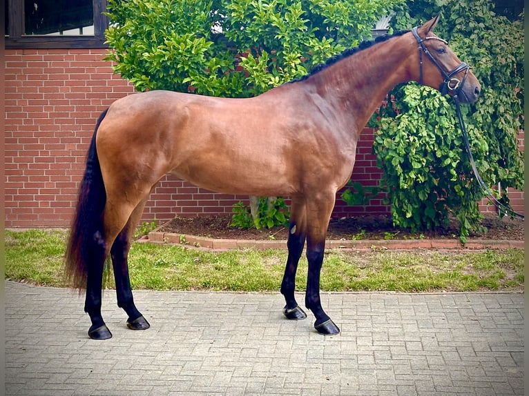 Hannoveraan Merrie 4 Jaar 172 cm Bruin in Bassum
