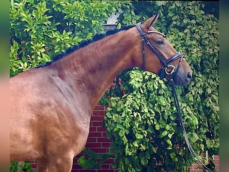 Hannoveraan Merrie 4 Jaar 172 cm Bruin in Bassum
