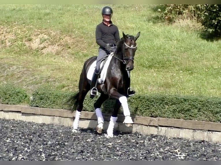 Hannoveraan Merrie 4 Jaar 172 cm Donkerbruin in Niederkirchen