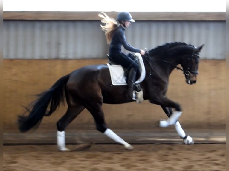 Hannoveraan Merrie 4 Jaar 172 cm Donkerbruin in Fredenbeck