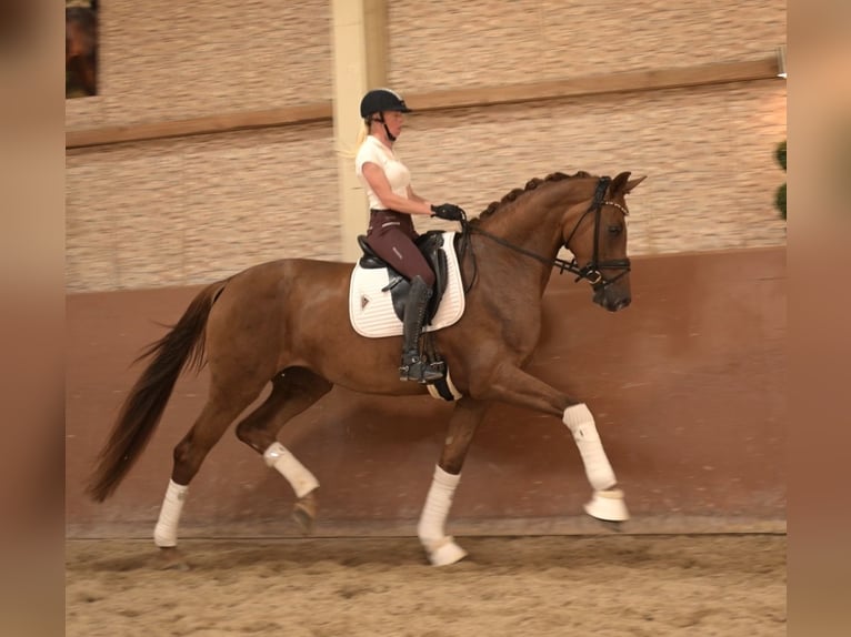 Hannoveraan Merrie 4 Jaar 172 cm Donkere-vos in Wehringen