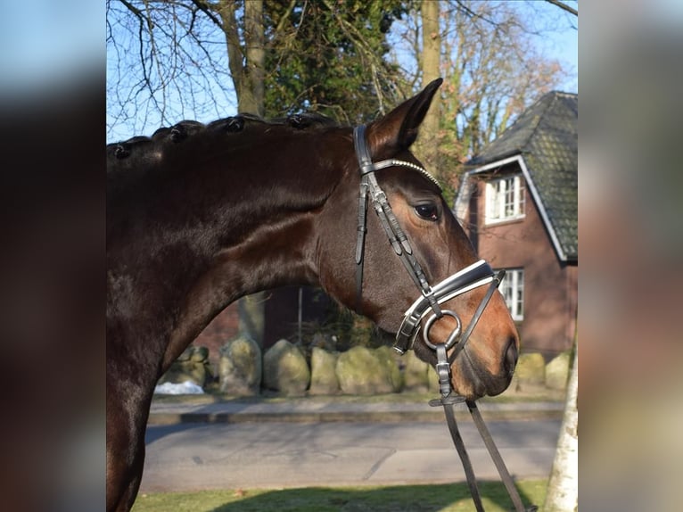 Hannoveraan Merrie 4 Jaar 172 cm  in Fredenbeck