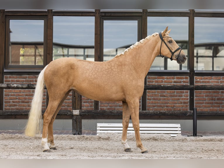 Hannoveraan Merrie 4 Jaar 172 cm Palomino in Heidesheim am Rhein