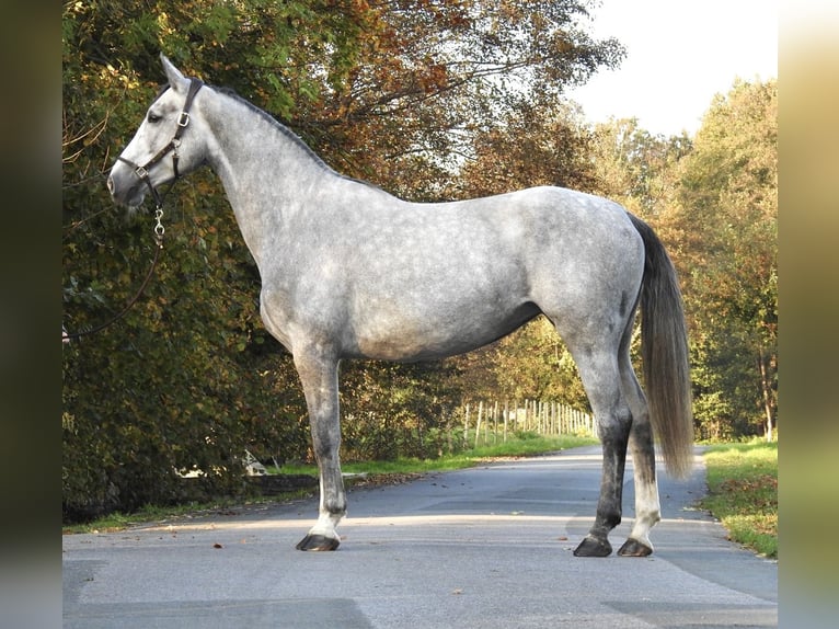 Hannoveraan Merrie 4 Jaar 172 cm Schimmel in Verl