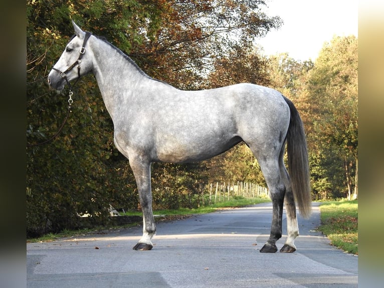 Hannoveraan Merrie 4 Jaar 172 cm Schimmel in Verl