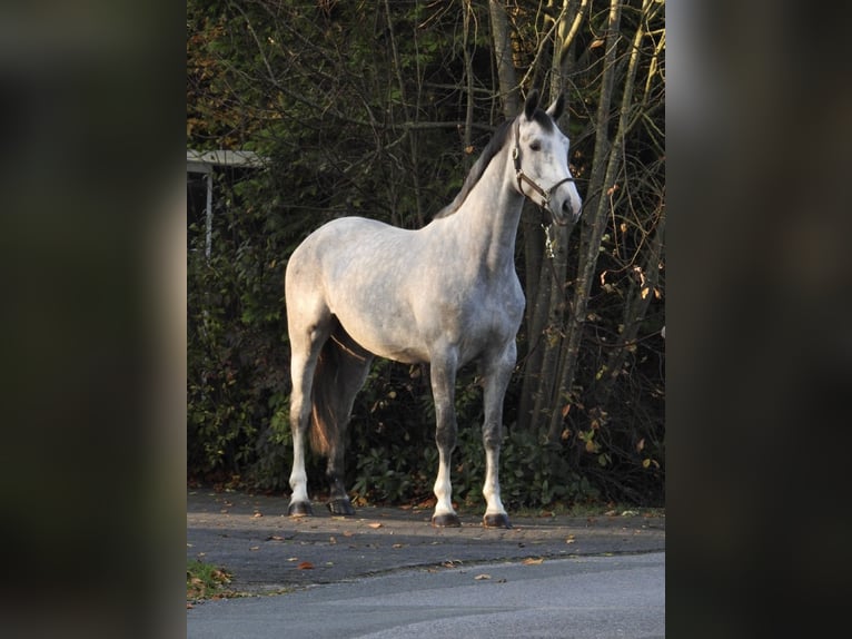 Hannoveraan Merrie 4 Jaar 172 cm Schimmel in Verl