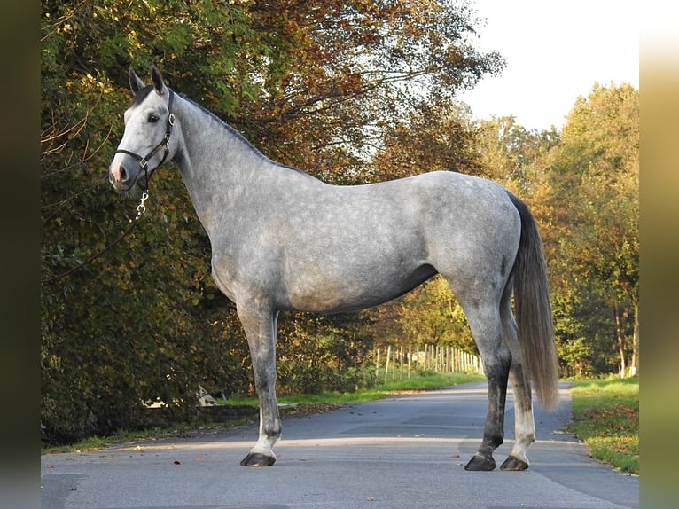 Hannoveraan Merrie 4 Jaar 172 cm Schimmel in Verl