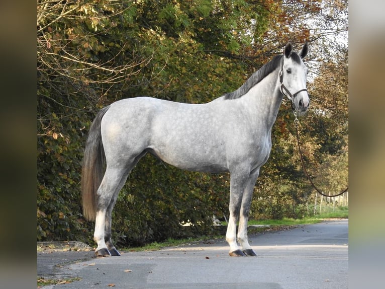 Hannoveraan Merrie 4 Jaar 172 cm Schimmel in Verl