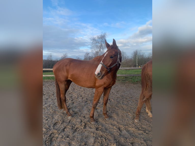 Hannoveraan Merrie 4 Jaar 172 cm Vos in Leipzig