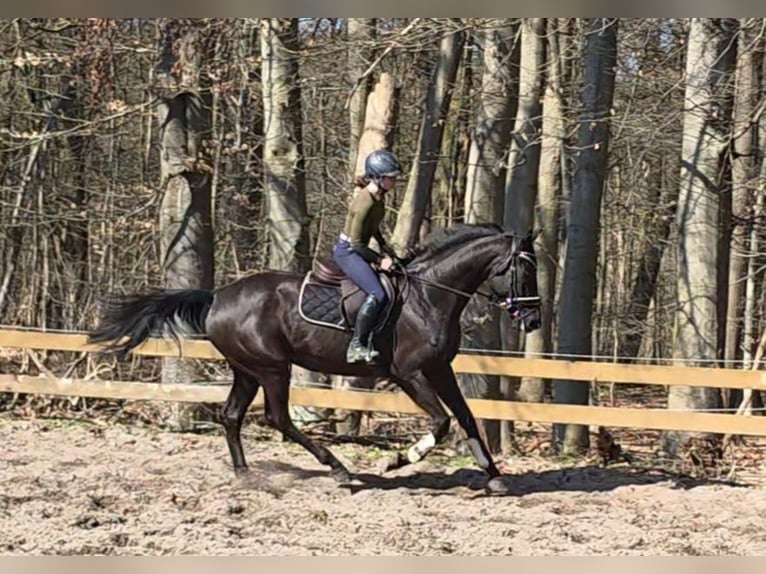 Hannoveraan Merrie 4 Jaar 172 cm Zwart in Braunschweig