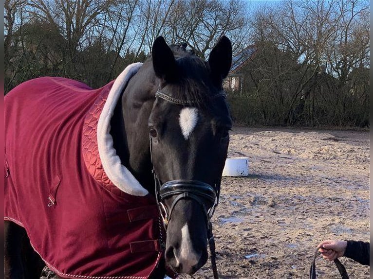 Hannoveraan Merrie 4 Jaar 172 cm Zwart in Verden (Aller)