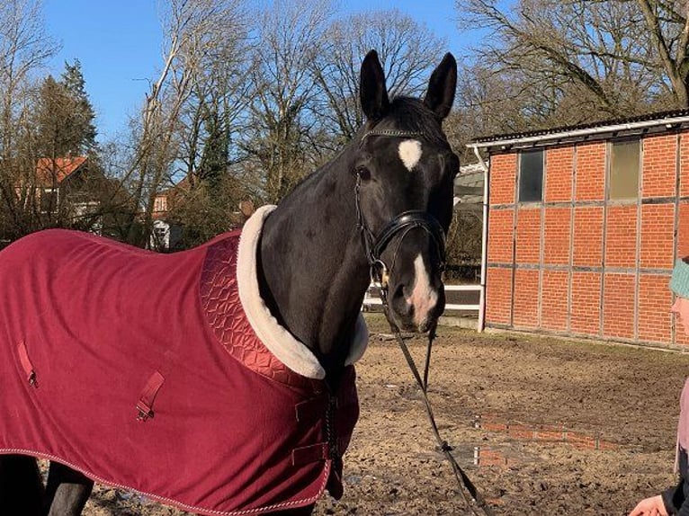 Hannoveraan Merrie 4 Jaar 172 cm Zwart in Verden (Aller)