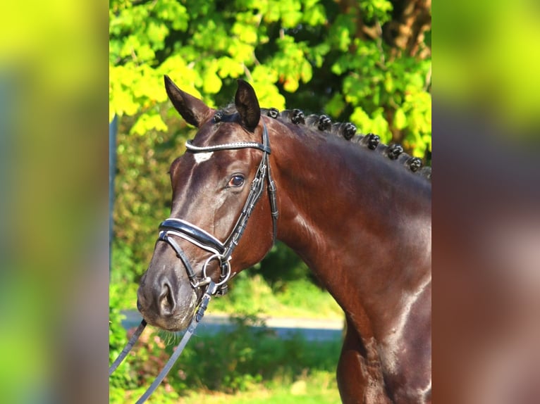 Hannoveraan Merrie 4 Jaar 172 cm Zwart in Selsingen