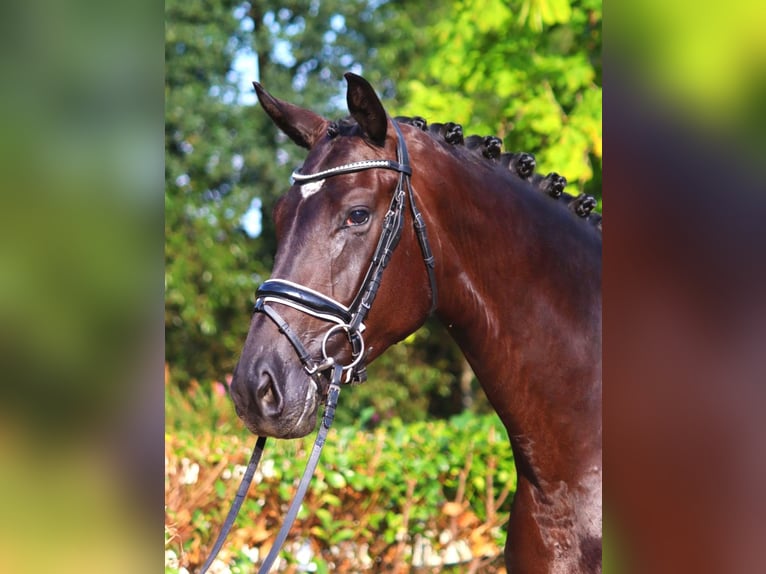 Hannoveraan Merrie 4 Jaar 172 cm Zwart in Selsingen