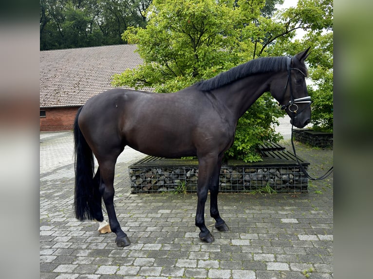 Hannoveraan Merrie 4 Jaar 172 cm Zwart in Vechta