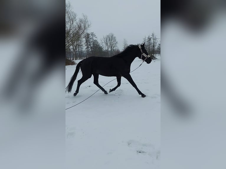 Hannoveraan Merrie 4 Jaar 172 cm Zwart in Klein Nordende