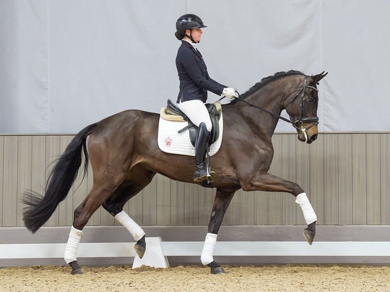 Hannoveraan Merrie 4 Jaar 172 cm Zwartbruin in M&#xFC;nster-Handorf