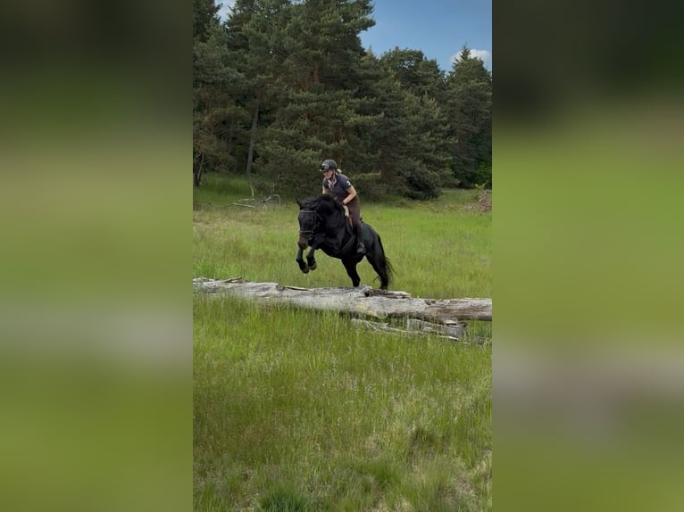 Hannoveraan Merrie 4 Jaar 172 cm Zwartbruin in Aulosen
