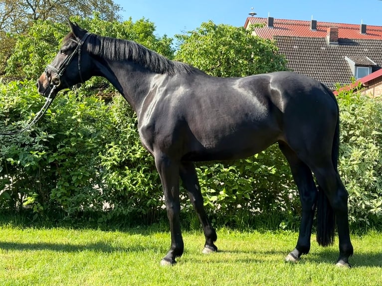 Hannoveraan Merrie 4 Jaar 172 cm Zwartbruin in Aulosen