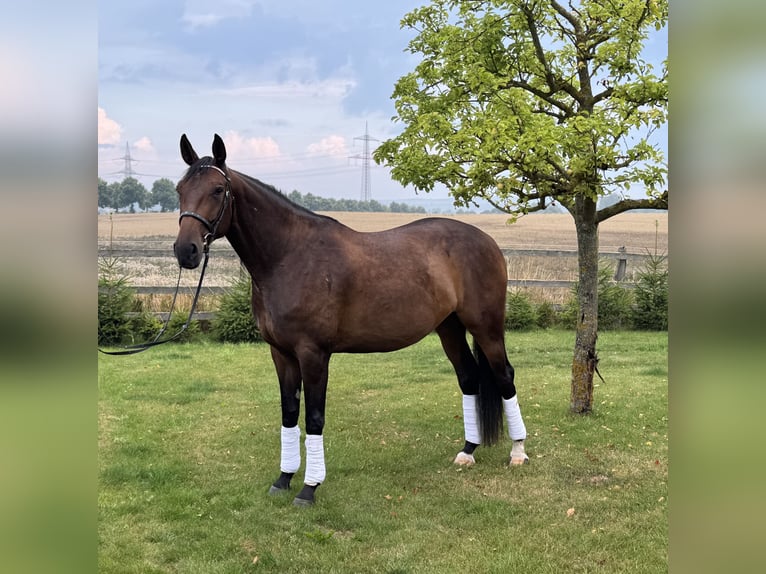 Hannoveraan Merrie 4 Jaar 173 cm Bruin in Chorin