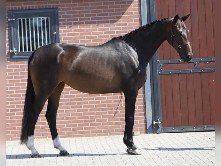 Hannoveraan Merrie 4 Jaar 173 cm Bruin in Zieuwent