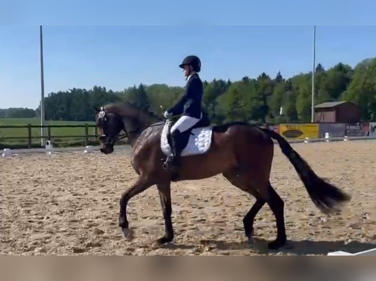 Hannoveraan Merrie 4 Jaar 173 cm Donkerbruin in Stuhr
