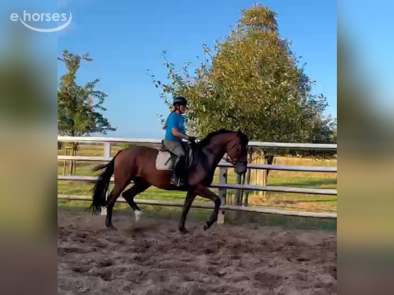 Hannoveraan Merrie 4 Jaar 173 cm Donkerbruin in Verden (Aller)